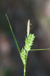 Wire sedge